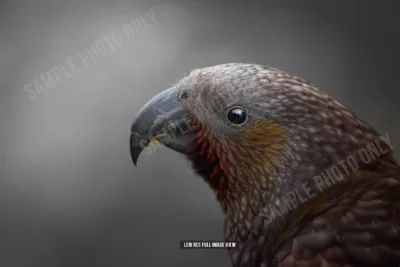 Kākā 018