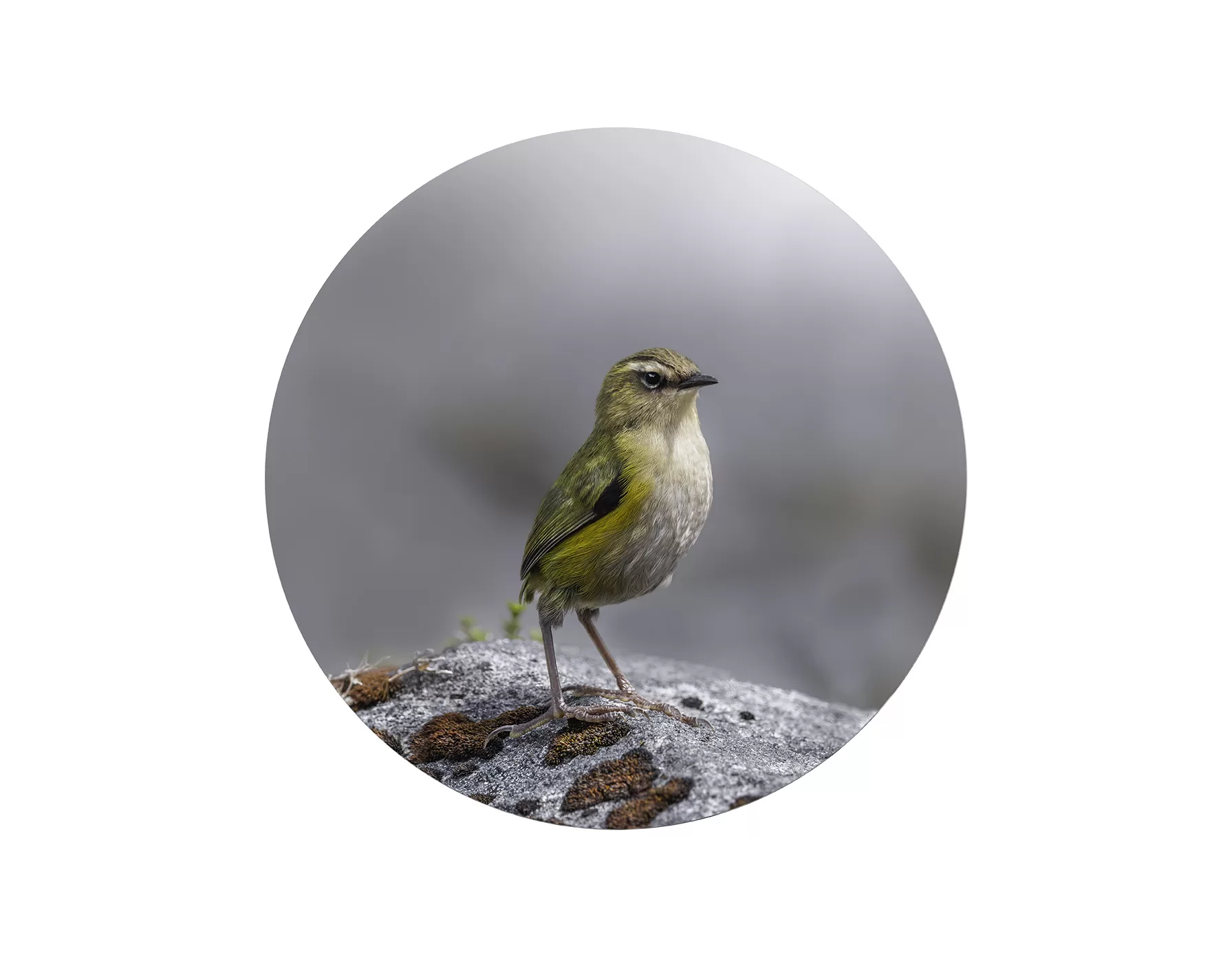 Rock Wren 01- Limited Edition Photo Fine Art Print