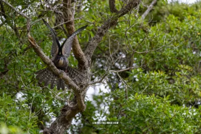 NZ Falcon 008