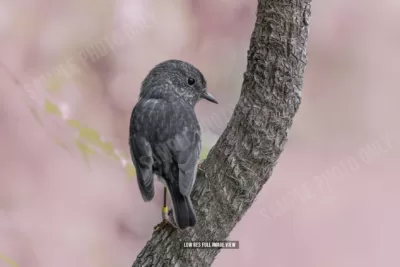 North Island robin 011