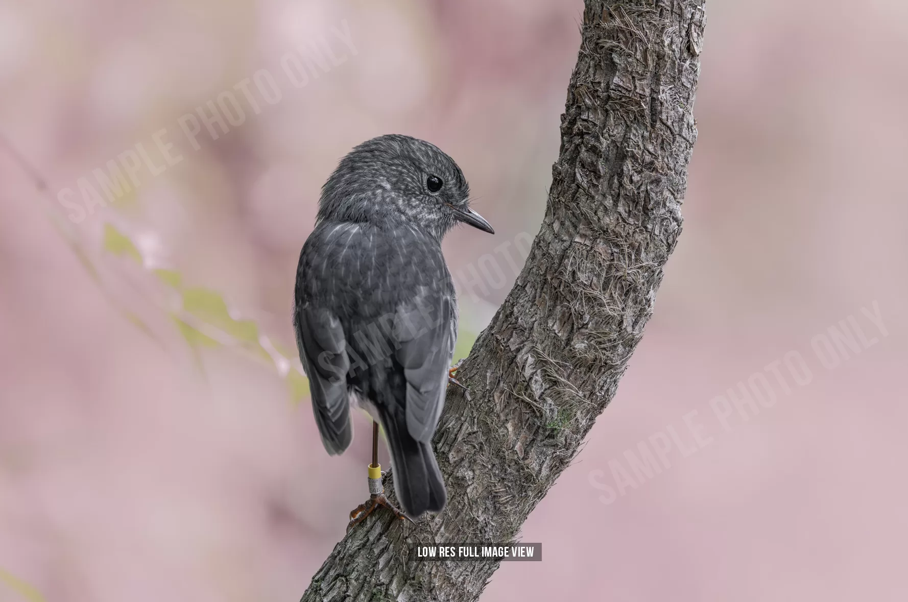 North Island robin 011