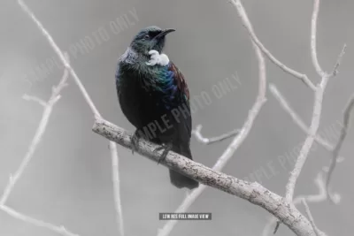 Tui 020