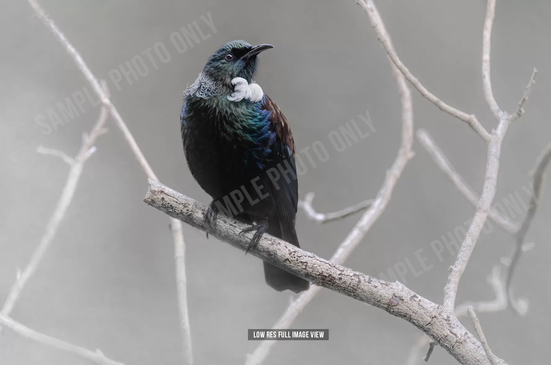 Tui 020