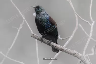 Tui 021