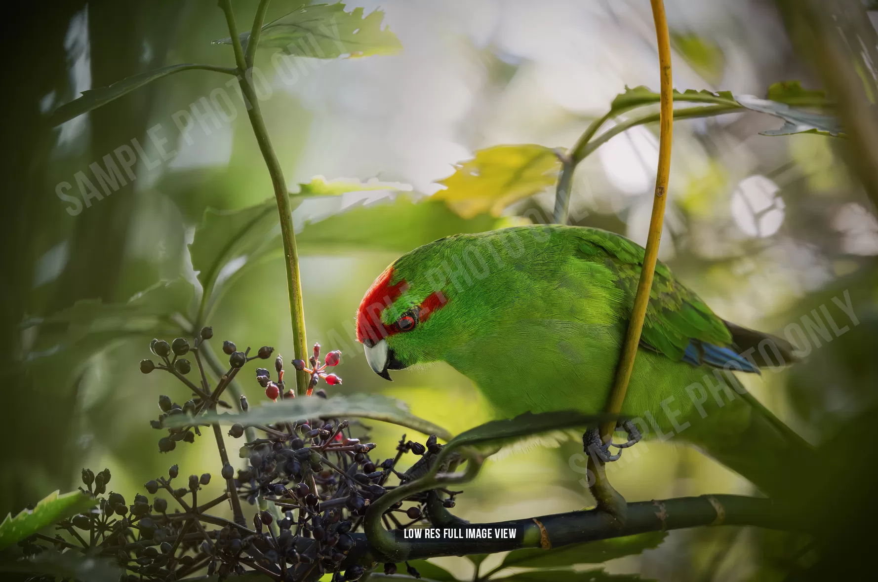 Red-crowned parakeet 002