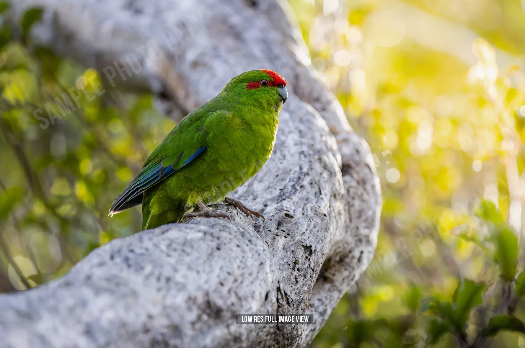 Red-crowned parakeet 005