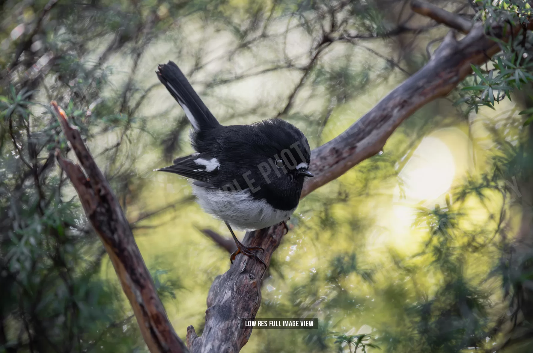 Tomtit 030