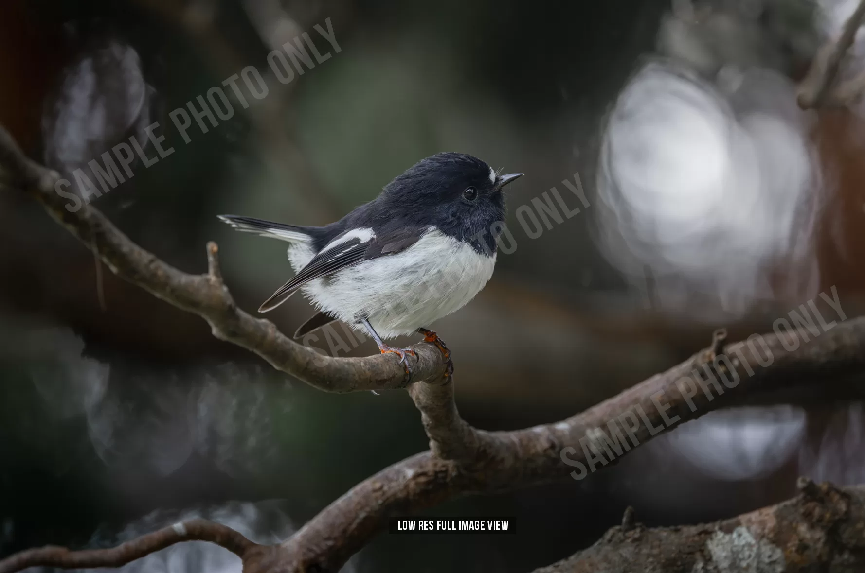 Tomtit 031